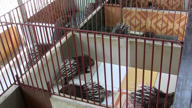 Mơ Thấy Nhím theo từng tình huống phổ biến